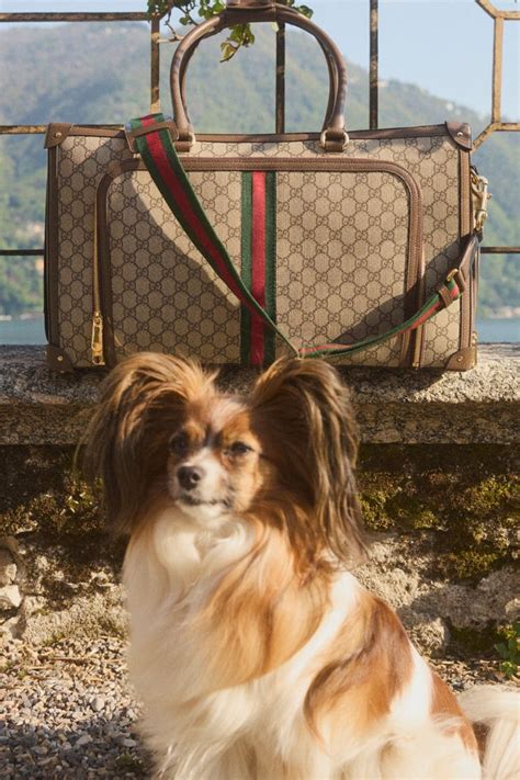 gucci pets.com|gucci pet products.